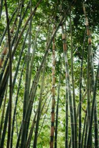 bamboe batik bamboo