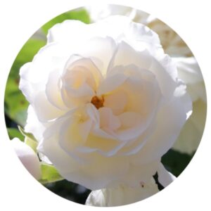 roos putih batik