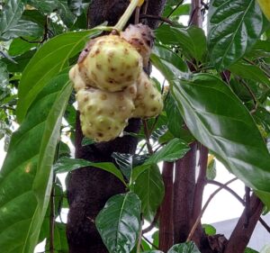 Mengkudu of Noni-boom